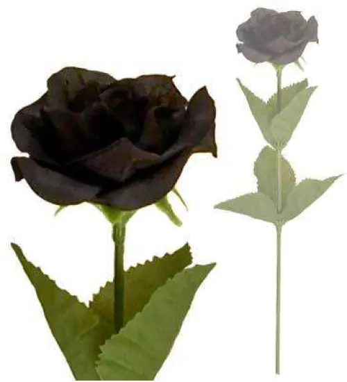 Single Black Rose