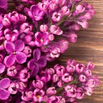 Lilac Oil Blend