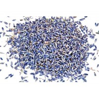 French Lavender Flower Ultra Blue Buds